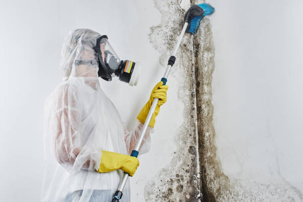 Best Localized Mold Remediation (e.g., coastal areas, humid climates) in Sparta, MI