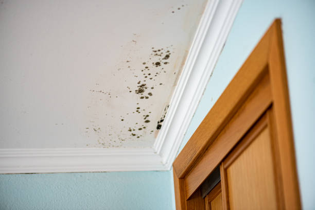Best HVAC Mold Remediation in Sparta, MI
