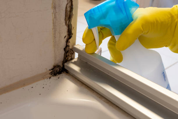 Best Residential Mold Remediation in Sparta, MI