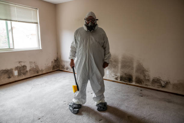 Best Insurance-Related Mold Remediation in Sparta, MI