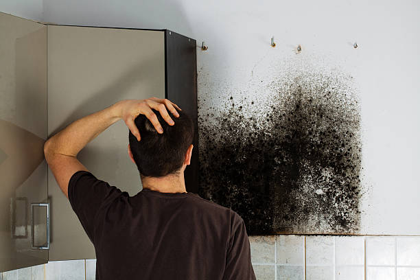 Best DIY Mold Remediation Support Services in Sparta, MI